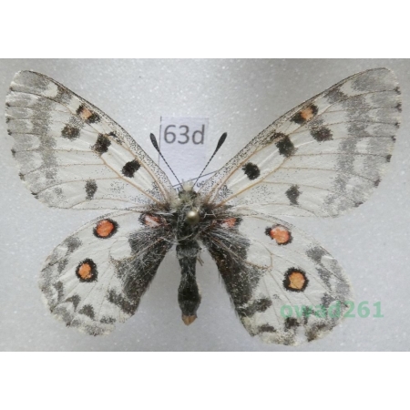 Parnassius epaphus Oberthür, 1879 China63d